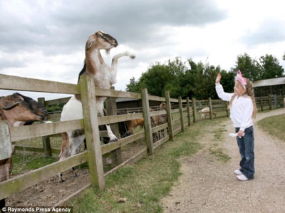 “揮蹄問好”山羊引爆網(wǎng)絡 拒絕參選“英國達人”