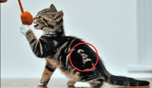 “喵喵！我是貓！” 英國虎斑貓持有天然“名片”