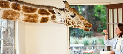 肯尼亞長(zhǎng)頸鹿主題酒店萌翻天 游客可與其同吃同住