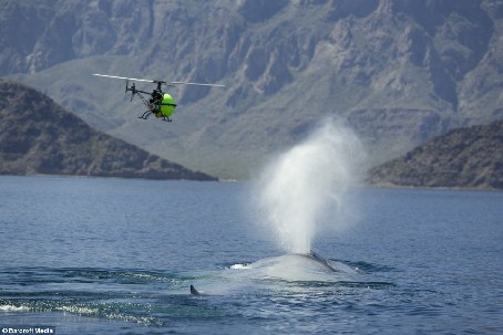 法國導(dǎo)演4500萬英鎊打造超強(qiáng)海洋世界紀(jì)錄片
