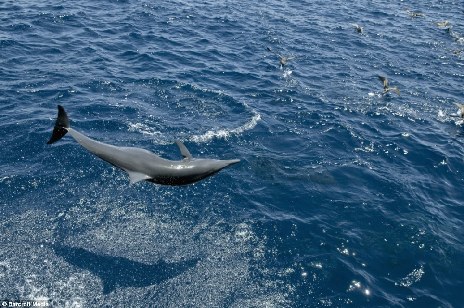 法國(guó)導(dǎo)演4500萬英鎊打造超強(qiáng)海洋世界紀(jì)錄片