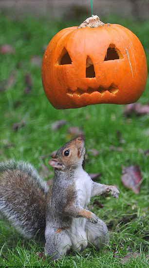 圖:萬(wàn)圣節(jié)的小松鼠和南瓜頭