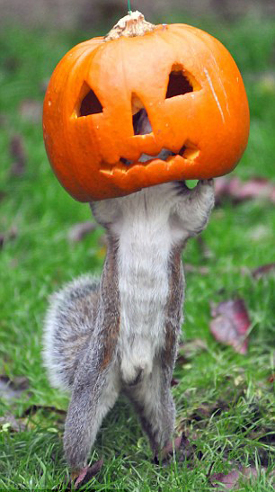 圖:萬(wàn)圣節(jié)的小松鼠和南瓜頭