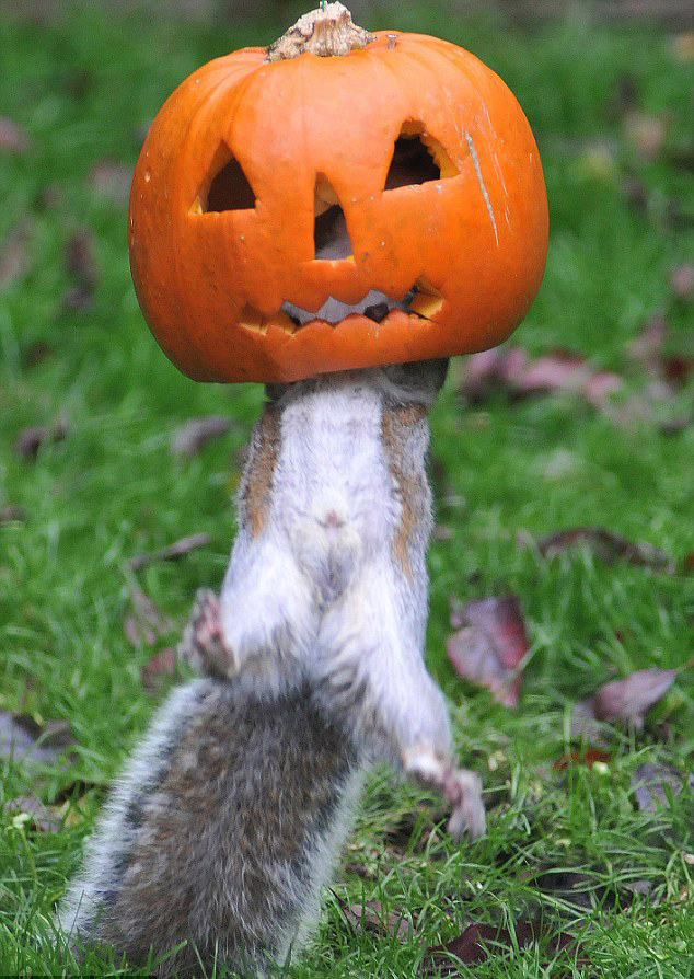 圖:萬(wàn)圣節(jié)的小松鼠和南瓜頭