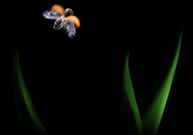 奇妙的作品！俄藝術家用火柴與火苗創(chuàng)造動物形象