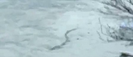 冰島百年水怪今日終現(xiàn)身？盤點幽藍世界詭異“怪獸”