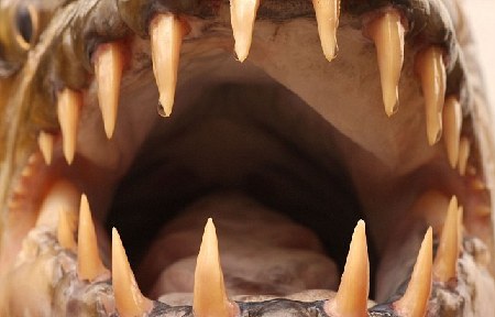 冰島百年水怪今日終現(xiàn)身？盤點(diǎn)幽藍(lán)世界詭異“怪獸”