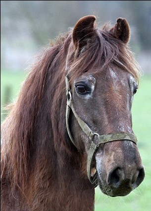 老驥伏櫪 51歲高齡英國馬或?yàn)槭澜缱铋L壽