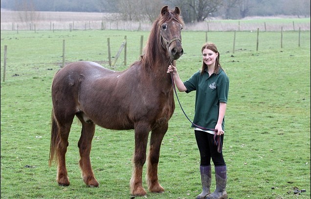老驥伏櫪 51歲高齡英國馬或?yàn)槭澜缱铋L壽