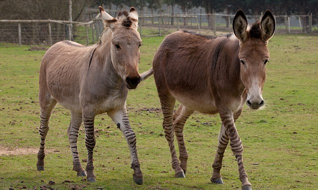 “斑驢、斑馬馬”繞暈頭 英怪異動物園令人稱奇