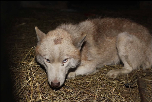 棗莊抓獲白色母狼續(xù):網(wǎng)友稱是自家哈士奇