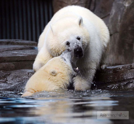 龍鳳胎北極熊落戶武漢
