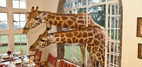 肯尼亞長(zhǎng)頸鹿主題酒店萌翻天 游客可與其同吃同住