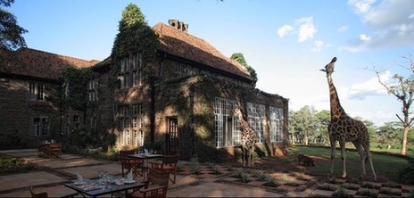 肯尼亞長(zhǎng)頸鹿主題酒店萌翻天 游客可與其同吃同住