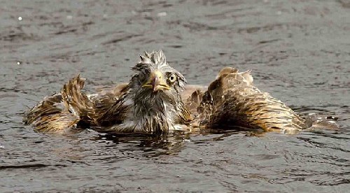 貪吃老鷹誤入湖中被鵝欺 幸得路人相救