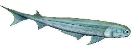 美最新研究顯示：人類(lèi)由3億年前史前鯊魚(yú)進(jìn)化而來(lái)