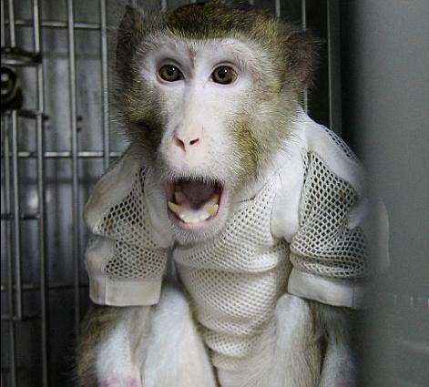 “豬心猴肺”成真 韓國首次成功實施異種器官移植手術(shù)