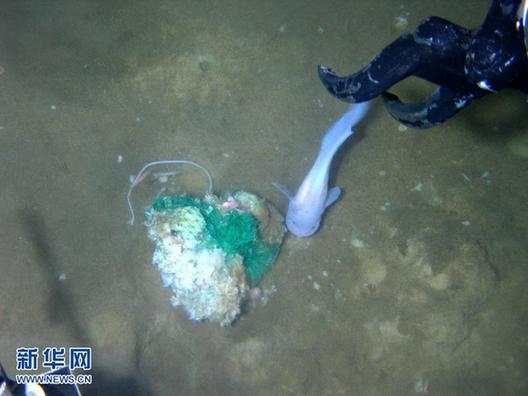 “蛟龍”號(hào)在7062米海底發(fā)現(xiàn)多種生物