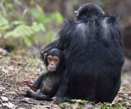 圖：小黑猩猩掙脫母親懷抱 蹣跚學步賣萌撒嬌