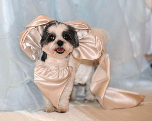 美國幸福小狗喜結(jié)連理 豪華婚禮打破世界紀錄