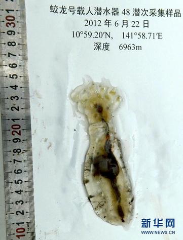 “蛟龍”探深海 7000米海試發(fā)現(xiàn)11種新物種