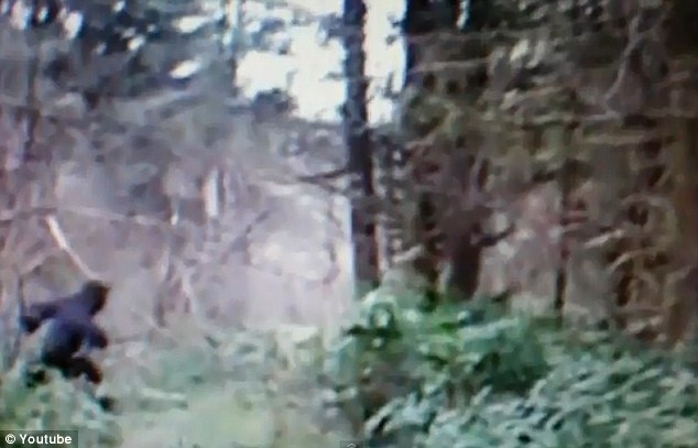 “大腳野人”出現(xiàn)在美國(guó)俄亥俄州？ 網(wǎng)上視頻引熱議