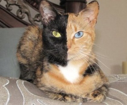 “雙面貓”爆紅網(wǎng)絡 一張臉兩種顏色