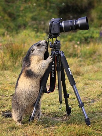 土撥鼠愛攝影:奧地利攝影師實拍阿爾卑斯山區(qū)調(diào)皮“小精靈”