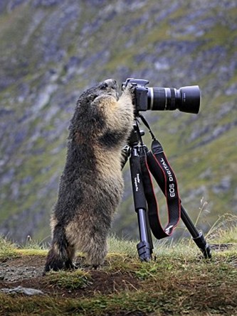 土撥鼠愛攝影:奧地利攝影師實拍阿爾卑斯山區(qū)調(diào)皮“小精靈”