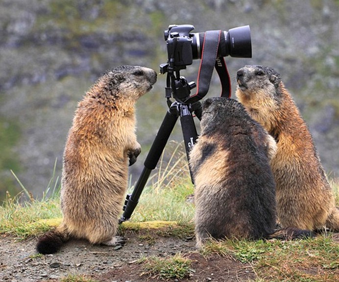 土撥鼠愛攝影:奧地利攝影師實拍阿爾卑斯山區(qū)調(diào)皮“小精靈”
