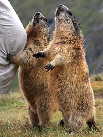 土撥鼠愛攝影:奧地利攝影師實拍阿爾卑斯山區(qū)調(diào)皮“小精靈”