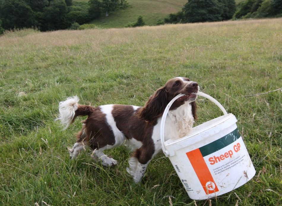 英國(guó)牧羊犬變身“奶媽” 叼奶瓶喂小羊羔畫面超有愛(ài)