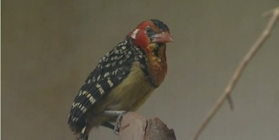 鳥類各種叫聲啥意思？英國鳥類專家微博開講