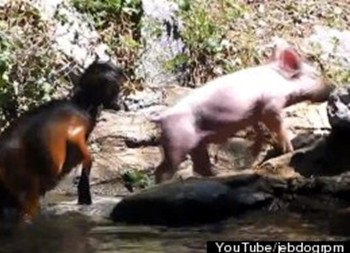 “奶媽狗”后又現(xiàn)“英雄豬” 勇救落水羊網(wǎng)絡(luò)走紅