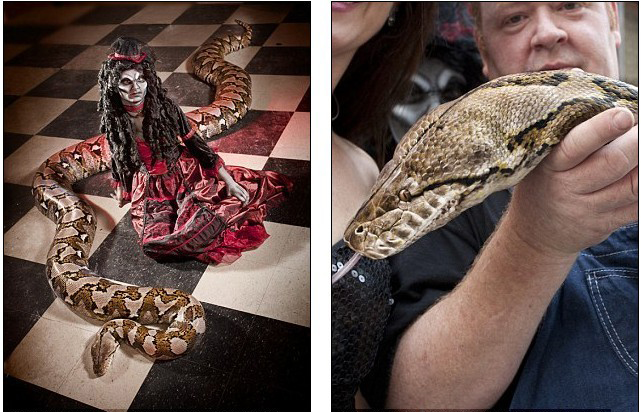 全球最長圈養(yǎng)蟒蛇體長7.6米 可吞下45公斤食物