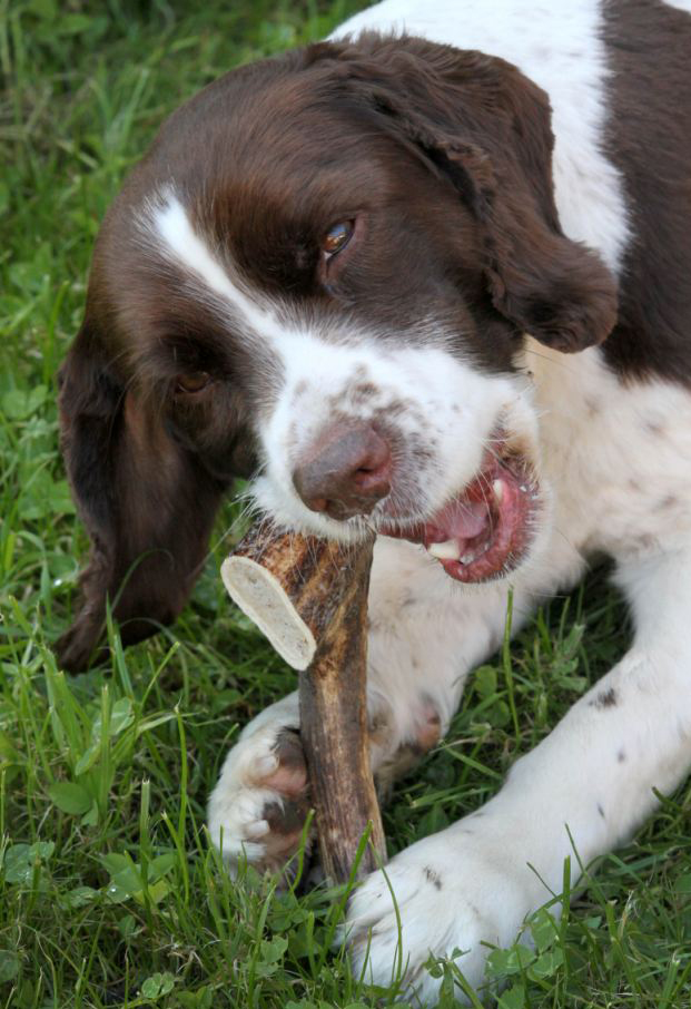 鹿角新用途 天然耐磨狗咬膠在英國受追捧