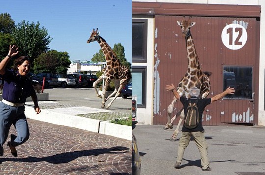組圖:意大利馬戲團(tuán)長頸鹿逃跑 逍遙上街忙壞警察