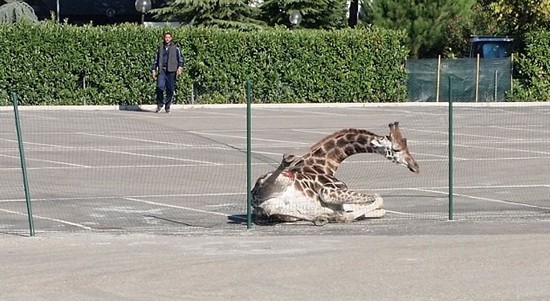 組圖:意大利馬戲團(tuán)長頸鹿逃跑 逍遙上街忙壞警察