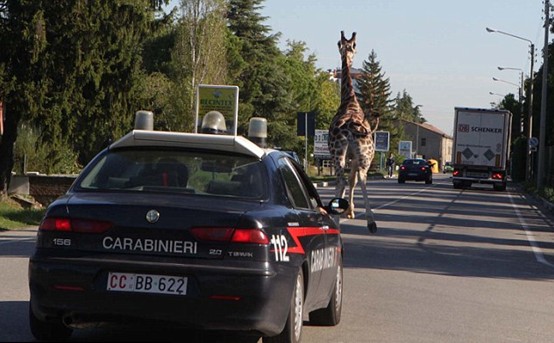 組圖:意大利馬戲團長頸鹿逃跑 逍遙上街忙壞警察