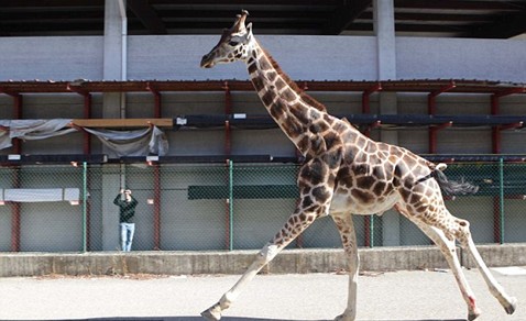 組圖:意大利馬戲團(tuán)長頸鹿逃跑 逍遙上街忙壞警察