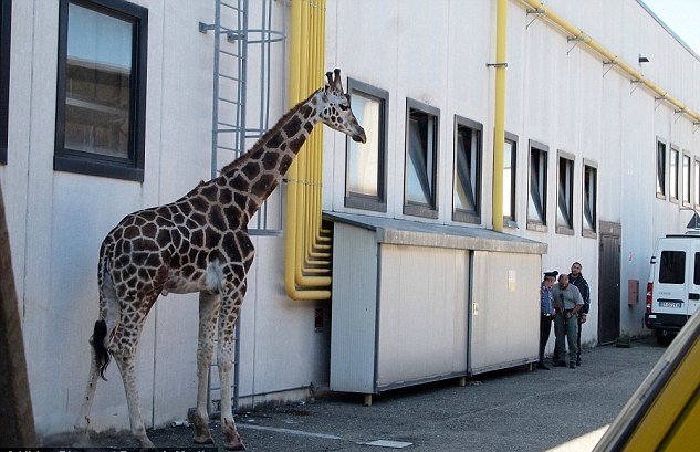 組圖:意大利馬戲團(tuán)長(zhǎng)頸鹿逃跑 逍遙上街忙壞警察