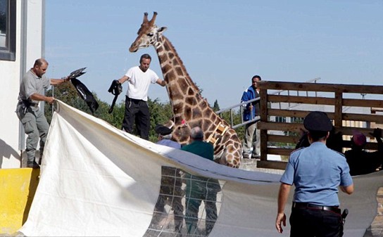 組圖:意大利馬戲團長頸鹿逃跑 逍遙上街忙壞警察