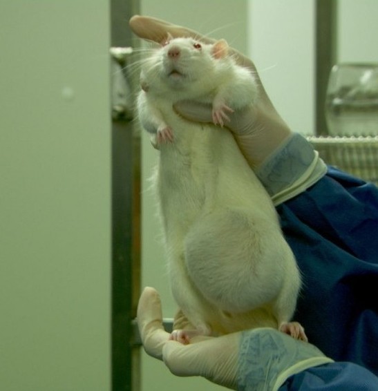 俄羅斯暫停進口美國轉基因玉米 “致癌說”尚無定論