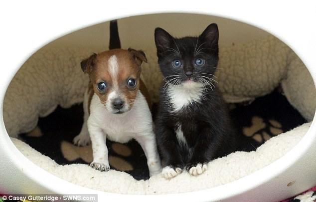 貓咪小狗同吃住同嬉戲 形影不離情深似姐妹