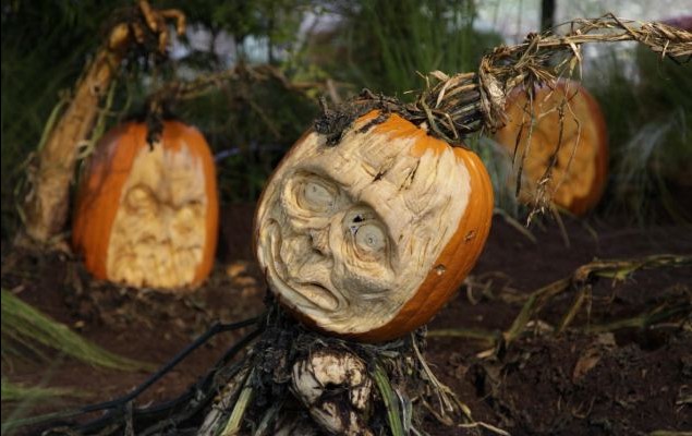 萬圣節(jié)臨近鬼味漸濃 紐約植物園“南瓜僵尸”破土而出