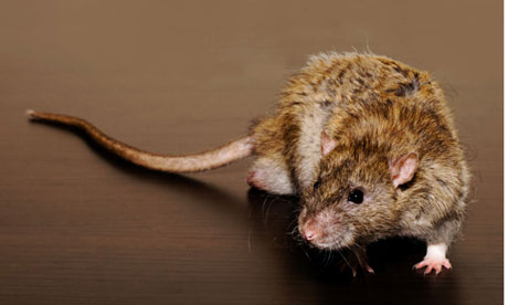 南非市郊鼠患嚴(yán)重 市民捕鼠60只可換領(lǐng)手機(jī)