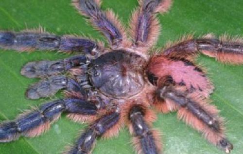 巴西雨林發(fā)現(xiàn)多個(gè)狼蛛新品種 色澤鮮艷曾“被滅絕”