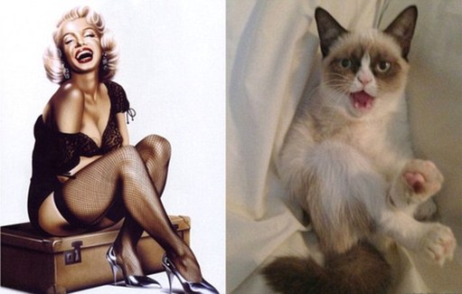 萌貓神似海報(bào)女郎 性感可愛惹人憐