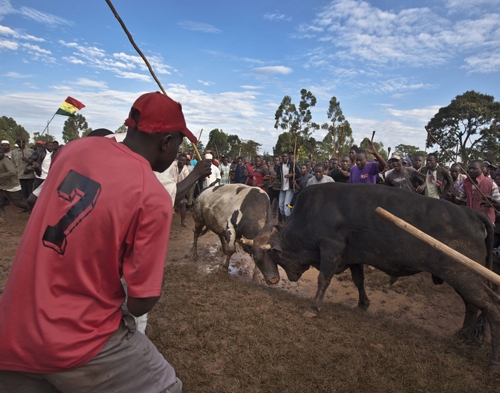美重災(zāi)區(qū)新澤西州開(kāi)放電子投票 肯尼亞斗牛賽“奧巴馬”獲勝
