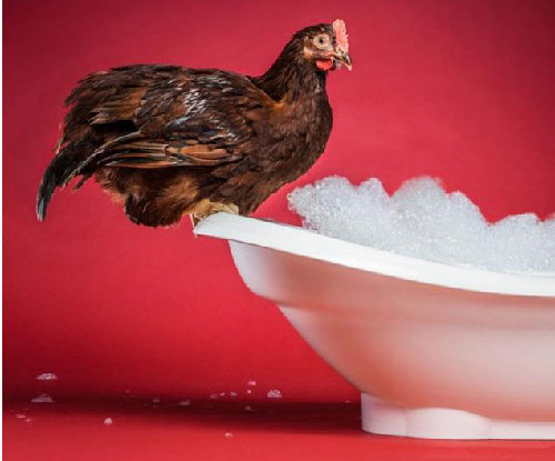 圖:為提高產(chǎn)蛋質(zhì)量 英公司打造世界首款公雞掛歷